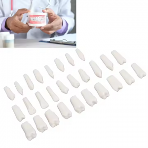 Dental Oral Teaching Model False Teeth Simulation Human Head Tooth Preparation Model Resin Tooth Preparation 32 Tooth Particles