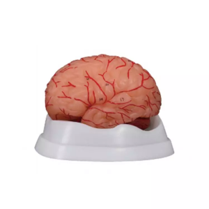 There were 9 new brain anatomical models for teaching medicine