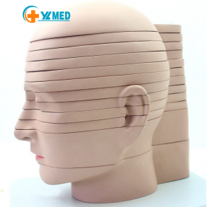 Medical Science PVC Head Section Model Human Brain Sectional Anatomy Model CTMRI Medical Model for Medical Education
