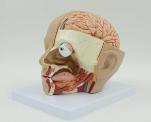Mengajar anatomi kepala manusia dengan model arteri serebral