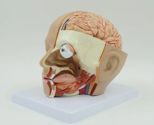 Onderrig van menslike kop anatomie met serebrale arterie model