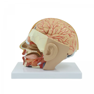 Mengajar anatomi kepala manusia dengan model arteri serebrum