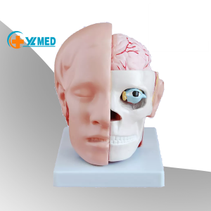 Διδασκαλία της ανατομίας του ανθρώπινου κεφαλιού με μοντέλο εγκεφαλικής αρτηρίας