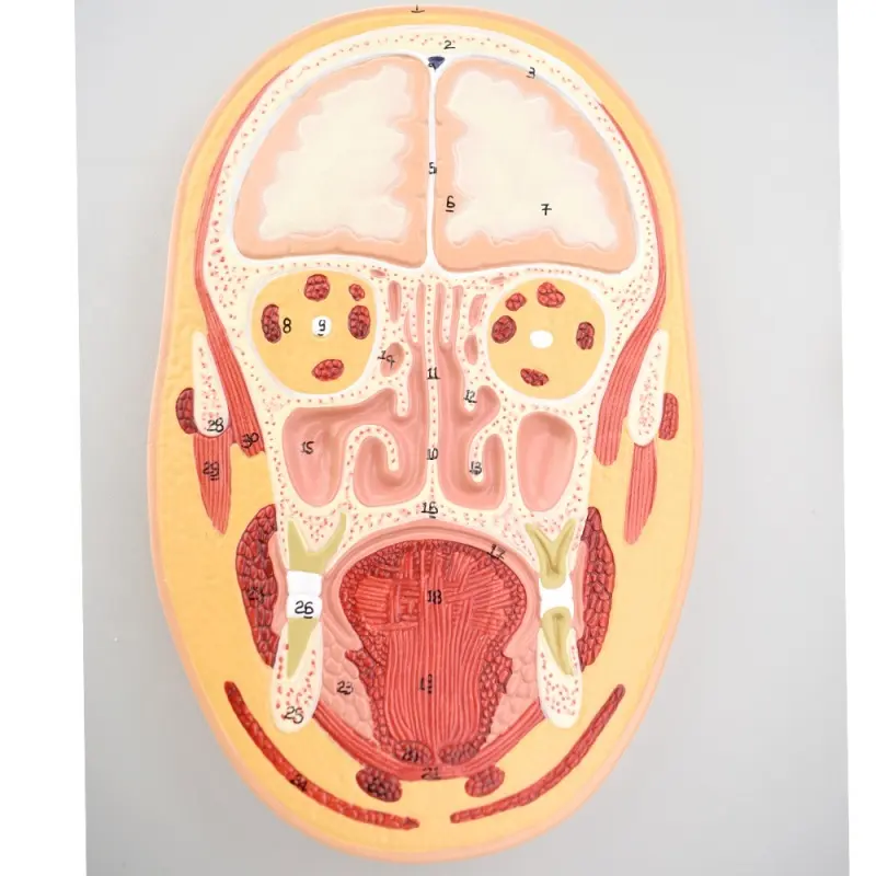 Modelo de sección frontal de la cabeza humana.