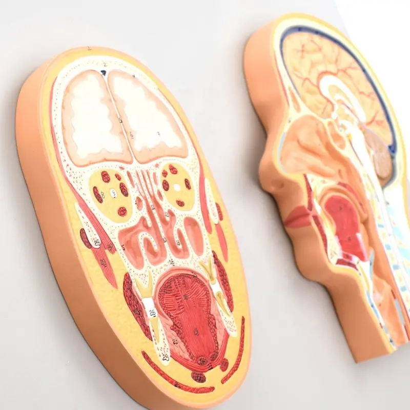 Models of sagittal and frontal sections of the head