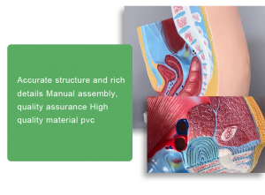 Wooden or plastic box sets common zoology, botany, microscopes, microbiology, preparing slides for medical education