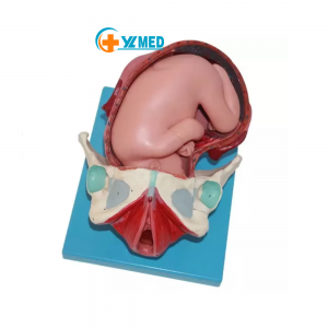 3 Stages of Labors Delivery Process Fetal Delivery Process Model for Medical Anatomical Demonstration