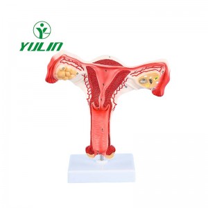 Human uterine anatomy model for medical education services, ovary and uterus anatomy model teaching