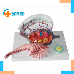 Anatomical Model of Female Uterus Ovary & Oviduct Umbrella for Follicular Development-Enlarged Medical Science Product
