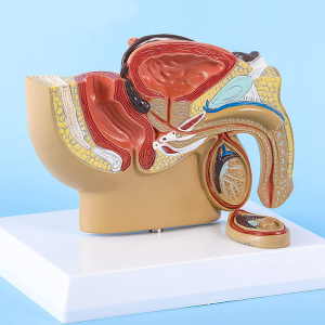 Hoʻonohonoho ʻia ka pahu lāʻau a i ʻole ka pahu plastik i ka zoology maʻamau, botany, microscopes, microbiology, hoʻomākaukau i nā paheʻe no ka hoʻonaʻauao olakino