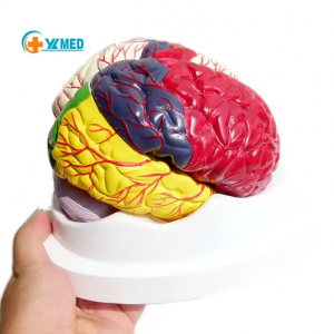 Medyske Wittenskip Teaching Models foar skoalle gebrûk Kleur 8 Parts Brain Model