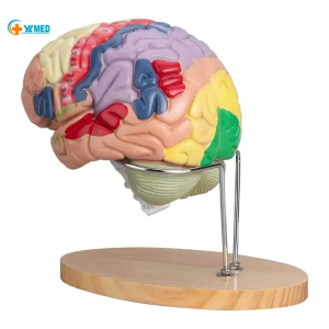 Human Brain Model Anatomy Display Stand Life Size Color Human Brain Anatomical Model for Teaching Science Classroom Study