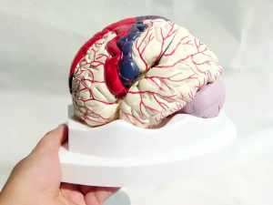 Meditsiiniteaduse õpetamise mudelid koolis kasutamiseks Värviline 8 osaline ajumudel