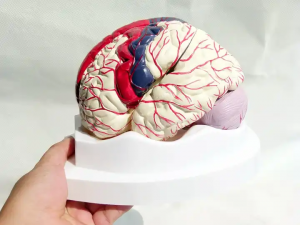 Medical Science Teaching Models for School Use Color 8 Parts Brain Model