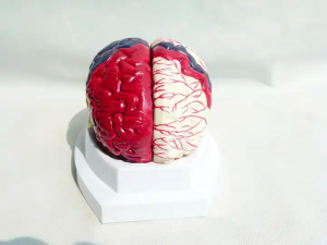 Medical Science Teaching Models for School Use Color 8 Parts Brain Model