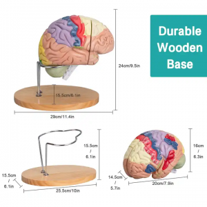 Human Brain Model Anatomy Display Stand Life Size Color Human Brain Anatomical Model for Teaching Science Classroom Study