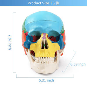 Lehata la 'Mala le Nang le Mohlala oa Cervical Vertebra Huma...