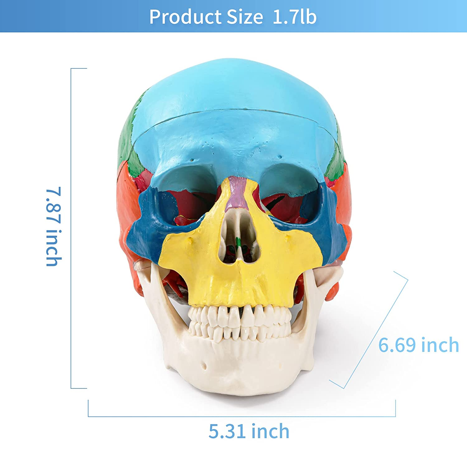 Colored Skull With Cervical Vertebra Model Human Skull With Cervical Vertebra Model