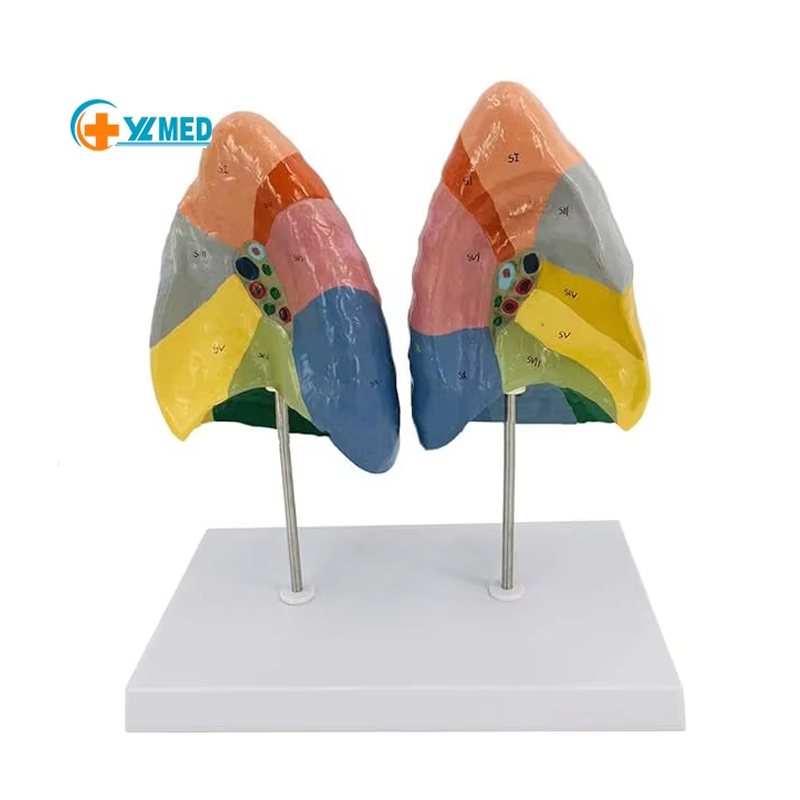 Human Lung Model Respiratory System Lung Segment Anatomical Model Pulmonary Medical School Nursing Class Course Lab CE/ISO