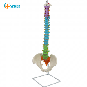 Life Size Human Color Vertebral Column Model 85cm Flexible Spinal Cord Herniated disk Nerves Arteries and Colored Vertebrae