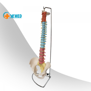 Columna vertebral de color humano de tamaño natural, modelo de 85 cm, médula espinal flexible, hernia de disco, nervios, arterias y vértebras de colores