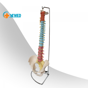 Hayotiy o'lcham Inson rangi umurtqa pog'onasi modeli 85 sm egiluvchan orqa miya churrasi disk Nerv arteriyalari va rangli vertebra