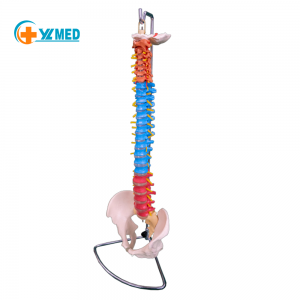 Color natural large spinal belt pelvis model