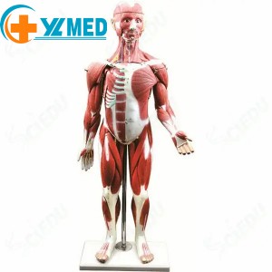 Medical science Human whole Body muscle anatomy Educational model Medical learning human muscle model 27 can be used in medical practice