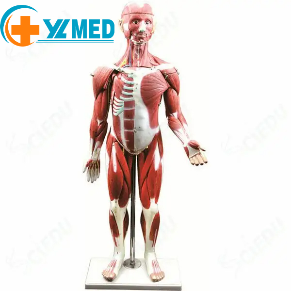 Medicina scienco Homa tuta Korpo muskola anatomio Eduka modelo Medicina lernado homa muskola modelo 27 povas esti uzata en medicina praktiko