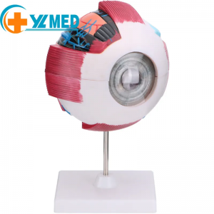 Medical Science Biology 6 times Human eye model Giant eye model Human eye Anatomy Science teaching Medical model