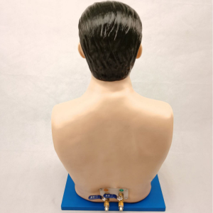 Nursing Practice Pericardiocentesis and Intracardiac Injection Training Model PVC Anatomical Medical Manikin Yulin YL2-04027