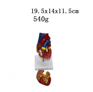 Medical Human Cardiac Anatomy Models Education  Left Ventricle Life Size Heart Model Assemble 2 Parts