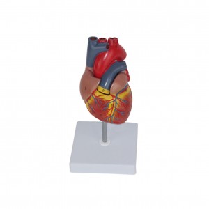 Medical Human Cardiac Anatomy Models Education  Left Ventricle Life Size Heart Model Assemble 2 Parts