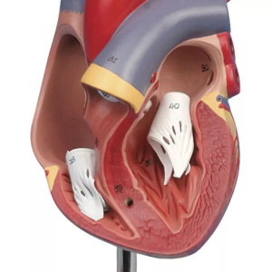 Medical Human Cardiac Anatomy Models Education  Left Ventricle Life Size Heart Model Assemble 2 Parts