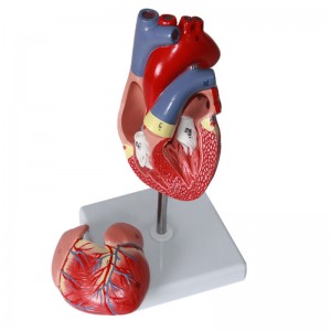 Medical Human Cardiac Anatomy Models Education  Left Ventricle Life Size Heart Model Assemble 2 Parts