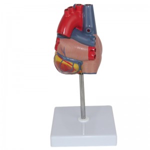 Medical Human Cardiac Anatomy Models Education  Left Ventricle Life Size Heart Model Assemble 2 Parts