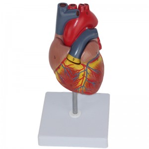 Medical Human Cardiac Anatomy Models Education  Left Ventricle Life Size Heart Model Assemble 2 Parts