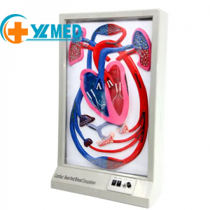 Medical science teaching imported materials with clear structure, manual hydraulic blood circulation simulator