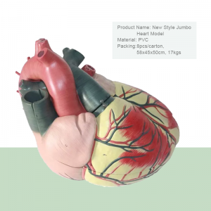 Lékařská věda Pokročilé lékařské potřeby Lidské výukové zdroje vzdělávací Anatomický model srdce pro lékařskou fakultu