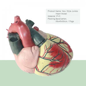 Sayansi ya Zamankhwala Advanced Medical Supplies Zophunzitsira za Anthu Maphunziro a Heart Anatomical Model For Medical School