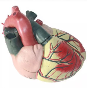 Medical science Advanced Medical Supplies Human Teaching resources educational Heart Anatomical Model For Medical School