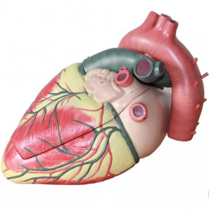 Medical science Advanced Medical Supplies Human Teaching resources educational Heart Anatomical Model For Medical School