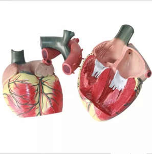 Medical science Advanced Medical Supplies Human Teaching resources educational Heart Anatomical Model For Medical School