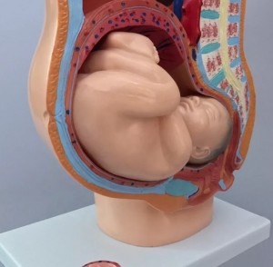 Human Female Pelvic Section Pregnancy Anatomical Model Nine Months Baby Fetus Model Life Size with Removable Organs Model