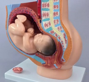 Human Female Pelvic Section Pregnancy Anatomical Model Nine Months Baby Fetus Model Life Size with Removable Organs Model