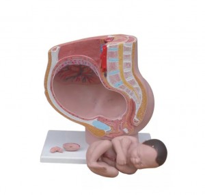 Human Female Pelvic Section Pregnancy Anatomical Model Nine Months Baby Fetus Model Life Size with Removable Organs Model