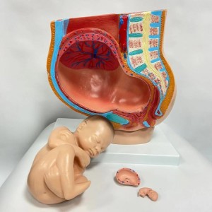 Human Female Pelvic Section Pregnancy Anatomical Model Nine Months Baby Fetus Model Life Size with Removable Organs Model