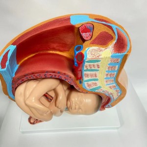 Human Female Pelvic Section Pregnancy Anatomical Model Nine Months Baby Fetus Model Life Size with Removable Organs Model