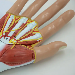 Medical Science Palmar anatomy Enlarged model aponeurosis moves the palmar anatomy