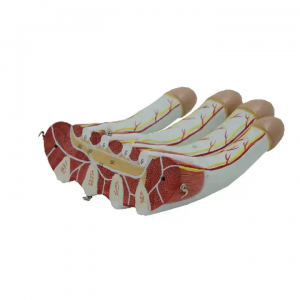 Medical Science Palmar anatomy Enlarged model aponeurosis moves the palmar anatomy